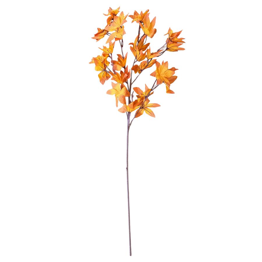 Orange Japanese Maple Stem